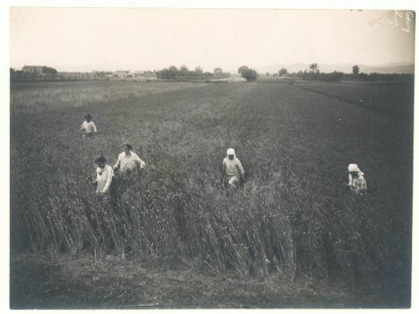 Paesaggio. Forlì - Villanova - Contadini al lavoro in un campo coltivato