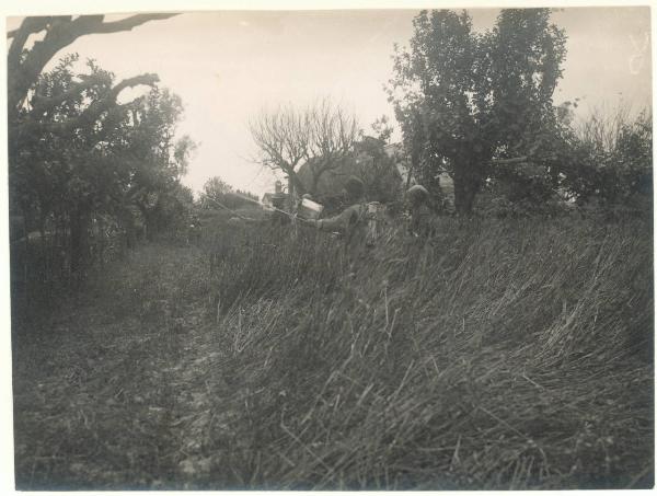 Paesaggio. Forlimpopoli - Contadini al lavoro in un frutteto