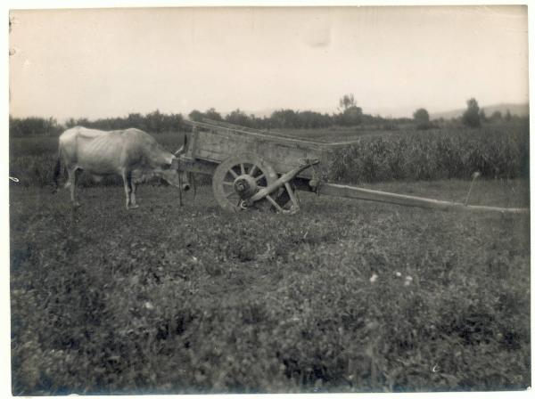 Paesaggio. Forlì - Carro con bue in un campo