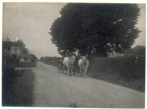 Paesaggio. Valle del Lamone - ritorno dai lavori di bonifica