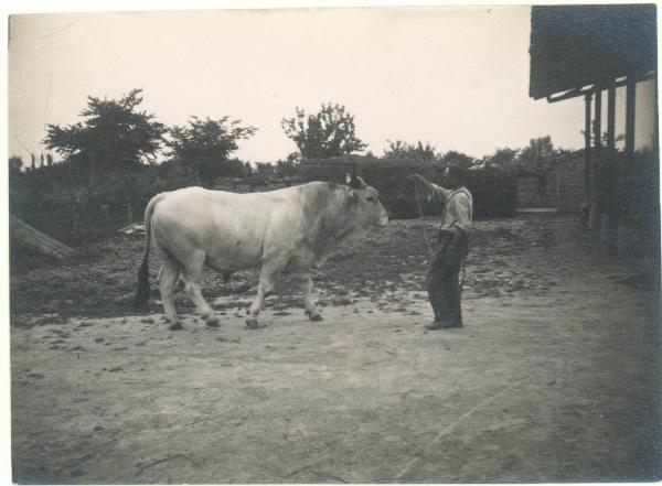 Paesaggio. Valle del Lamone - lavori di bonifica