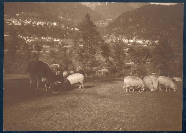 Paesaggio. Valle Vigezzo - Santa Maria Maggiore - pascolo