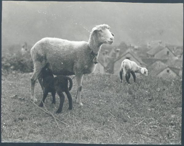 Paesaggio. Località non identificata - Veduta di un pascolo - Pecore