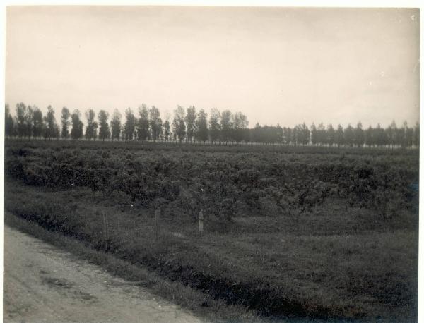 Paesaggio. Ravenna - Frutteto