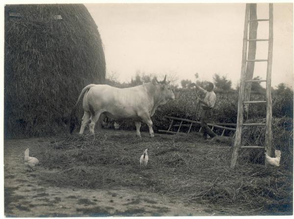 Paesaggio. Valle del Lamone - lavori di bonifica