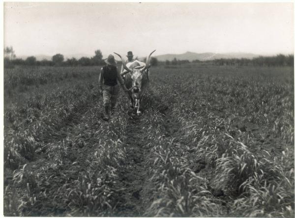 Paesaggio. Forlì - Villanova - Aratura di un campo