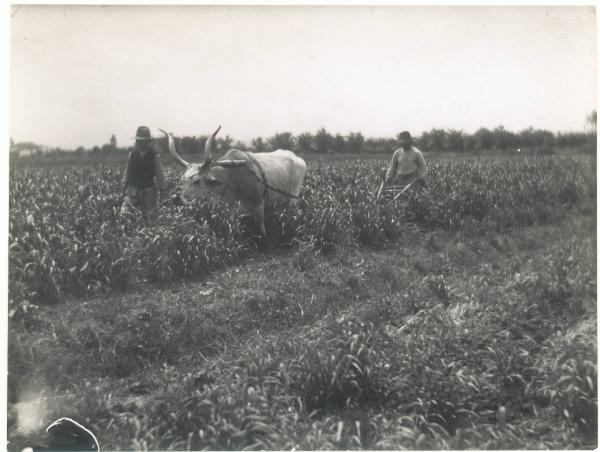 Paesaggio. Forlì - Villanova - Aratura di un campo