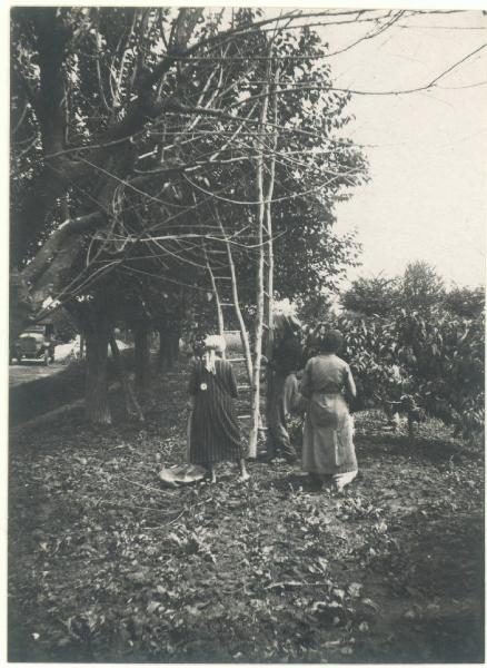 Paesaggio. Forlimpopoli - Contadini al lavoro in un frutteto