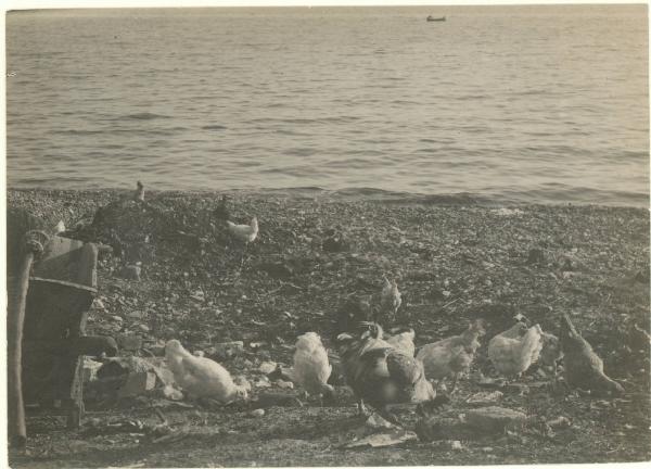 Genova. - Polli sulla spiaggia