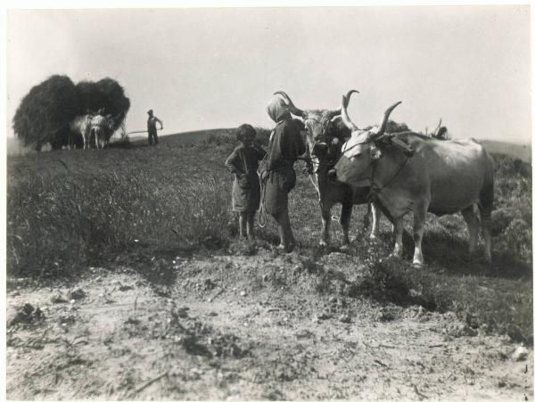 Paesaggio. Riolo Terme - Contadini al lavoro - Buoi