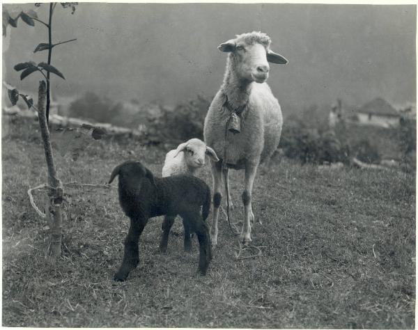 Paesaggio. Località non identificata - Veduta di un pascolo - Pecore