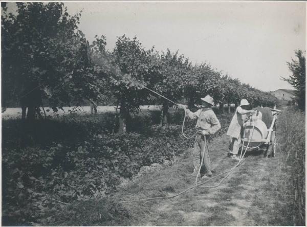 Paesaggio. Ravenna - Contadini al lavoro in un frutteto. Disinfestazione