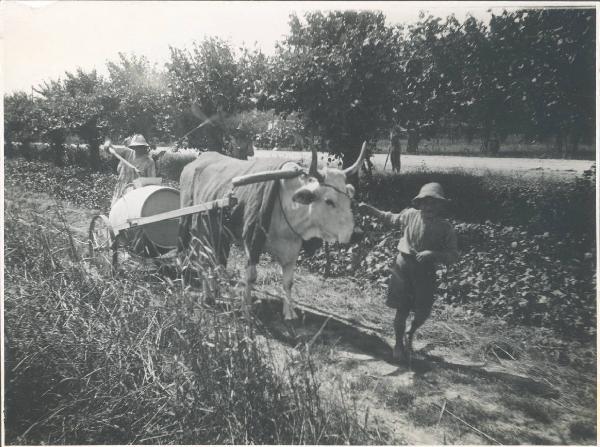 Paesaggio. Ravenna - Contadini al lavoro in un frutteto. Disinfestazione