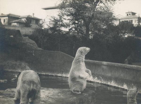 Paesaggio. Roma - Giardino zoologico - Orsi polari