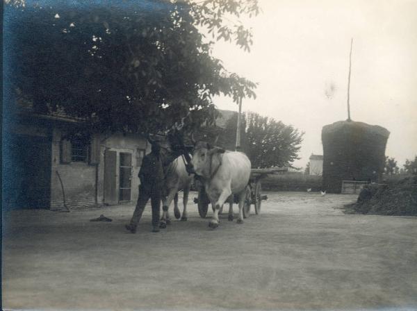 Paesaggio. Valle del Lamone - ritorno dai lavori di bonifica