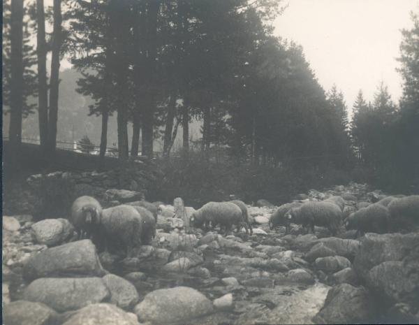 Paesaggio. Valle Vigezzo - Santa Maria Maggiore - pascolo