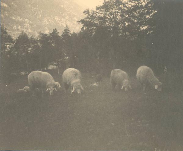 Paesaggio. Valle Vigezzo - Santa Maria Maggiore - pascolo