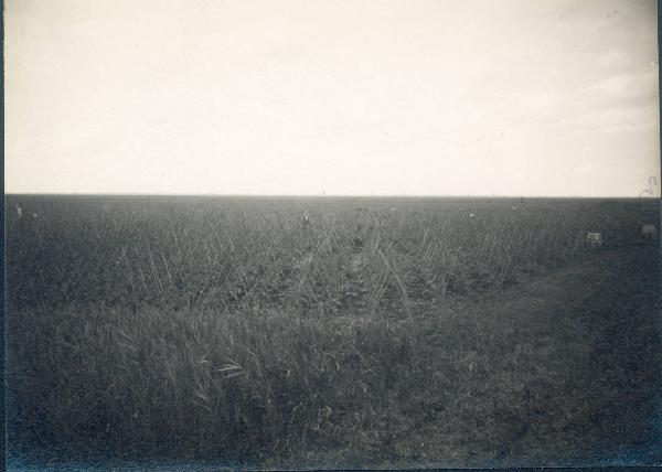 Paesaggio. Ravenna - Veduta di un campo coltivato