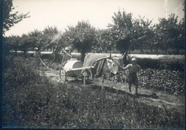 Paesaggio. Ravenna - Contadini al lavoro in un frutteto. Disinfestazione