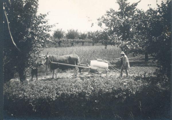 Paesaggio. Ravenna - Contadini al lavoro in un frutteto. Disinfestazione