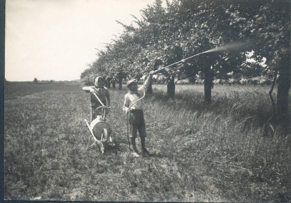 Paesaggio. Ravenna - Contadini al lavoro in un frutteto. Disinfestazione