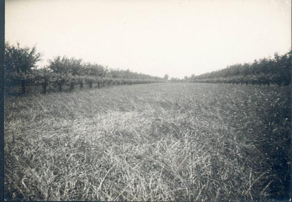 Paesaggio. Faenza - Campo agricolo in località Parrocchia Prada