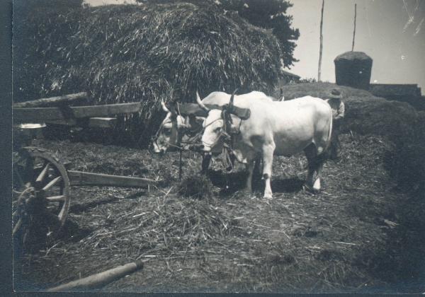 Paesaggio. San Pietro in Vincoli - Azienda agricola Trionfi Cesare