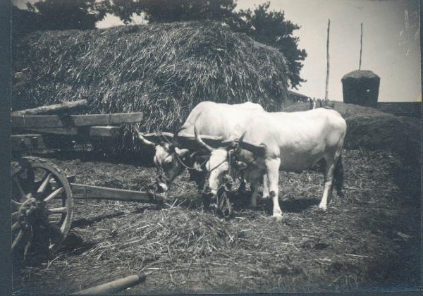 Paesaggio. San Pietro in Vincoli - Azienda agricola Trionfi Cesare