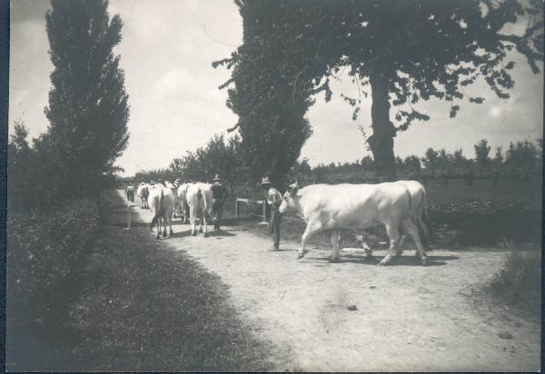 Paesaggio. Gambellara - Veduta della tenuta dei conti Pasolini con mandria di bovini