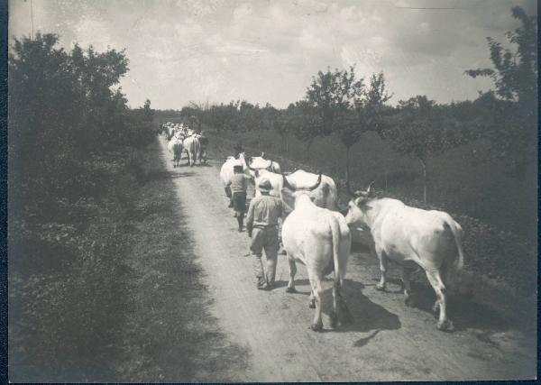 Paesaggio. Gambellara - Veduta della tenuta dei conti Pasolini con mandria di bovini