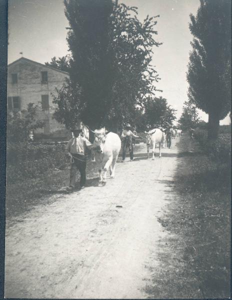 Paesaggio. Gambellara - Veduta della tenuta dei conti Pasolini con mandria di bovini