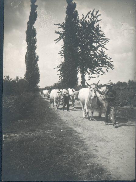 Paesaggio. Gambellara - Veduta della tenuta dei conti Pasolini con mandria di bovini