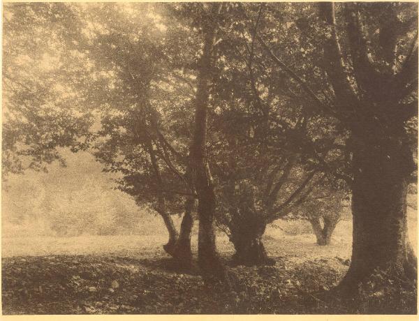 Paesaggio. Faggeto Lario - Alpe di Lemna - bosco