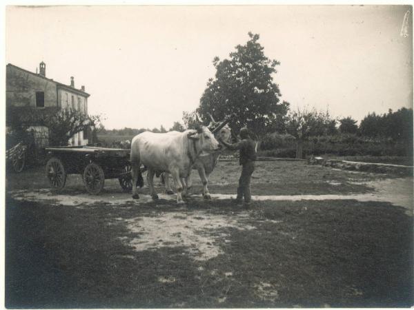 Paesaggio. Valle del Lamone - lavori di bonifica