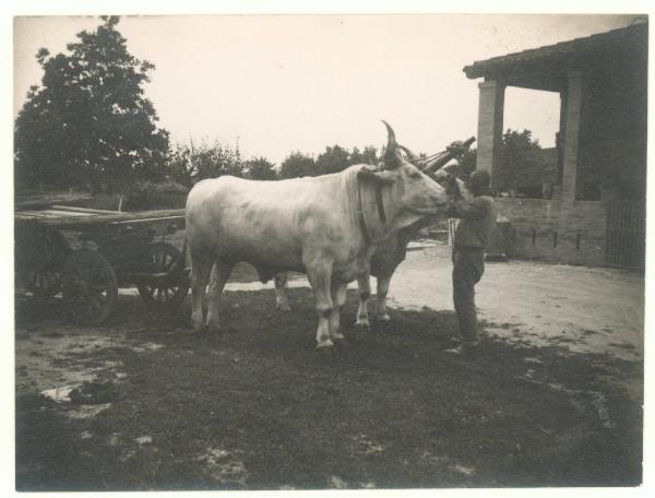 Paesaggio. Valle del Lamone - lavori di bonifica