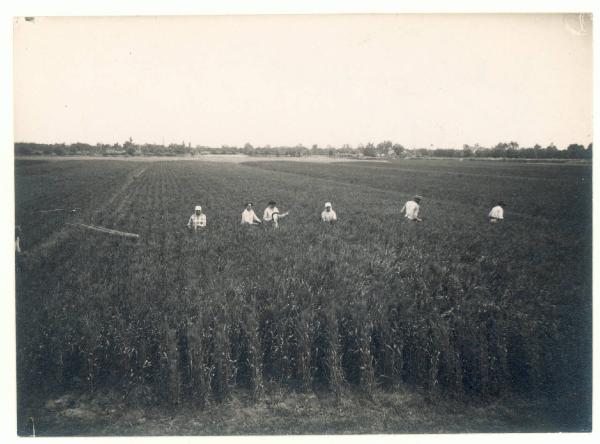 Paesaggio. Forlì - Villanova - Contadini al lavoro in un campo coltivato