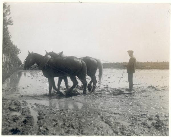 Paesaggio. Novara - Spianatura del terreno per una risaia