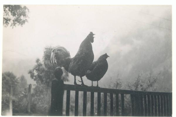 Paesaggio. Valdigne - Pré Saint Didier - Pallesieux - Gallo e gallina