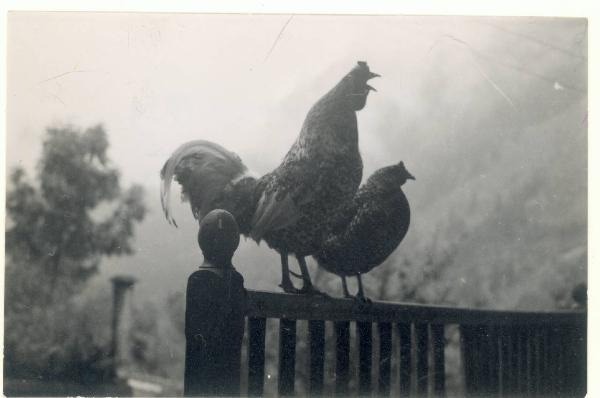 Paesaggio. Valdigne - Pré Saint Didier - Pallesieux - Gallo e gallina