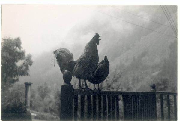 Paesaggio. Valdigne - Pré Saint Didier - Pallesieux - Gallo e gallina