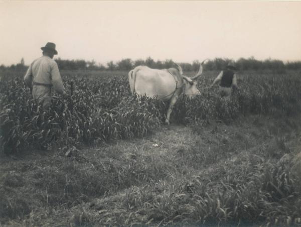 Paesaggio. Forlì - Villanova - Aratura di un campo