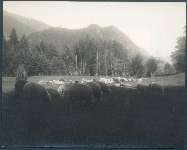 Paesaggio. Valle  Vigezzo - Santa Maria Maggiore - pascolo