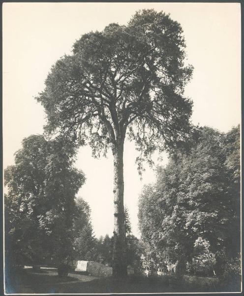 Paesaggio. Castelletto sopra Ticino - Parco del Castello Visconteo