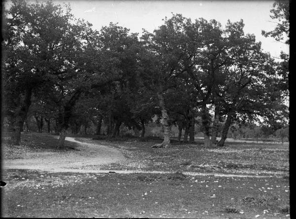 Paesaggio. Trevi - Bovara - Bosco di querce presso l'abbazia benedettina di S. Pietro