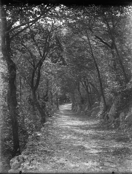 Paesaggio. Greccio - Viale presso il convento francescano