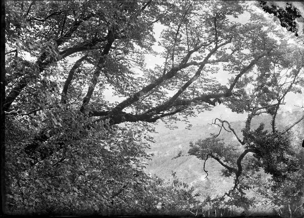 Paesaggio. Rieti - Fonte Colombo - Bosco di lecci