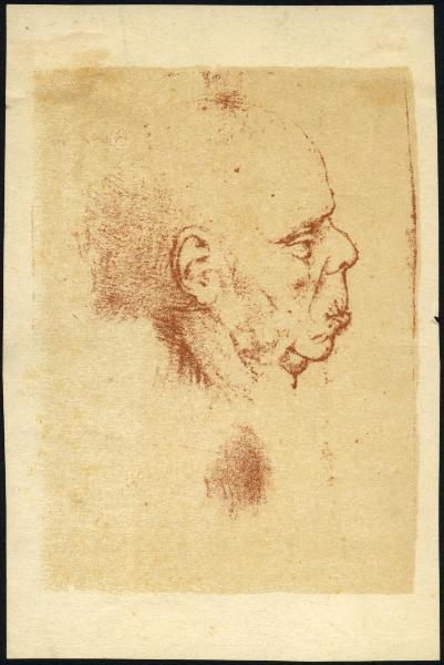 Disegno - - Studio per testa d'uomo di profilo con espressione grottesca - Scuola di Leonardo da Vinci - MIlano - Biblioteca Ambrosiana - F 274 inf. n. 22