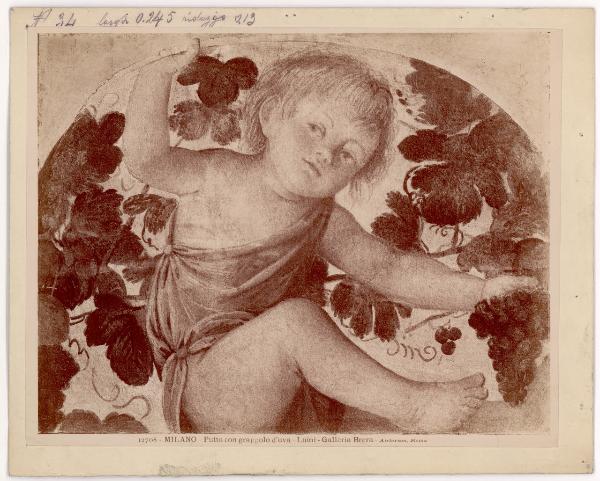 Dipinto murale - Putto sotto un pergolato - Bernardino Luini - Milano - Pinacoteca di Brera (da Milano - Villa Rabia detta "La Pelucca")