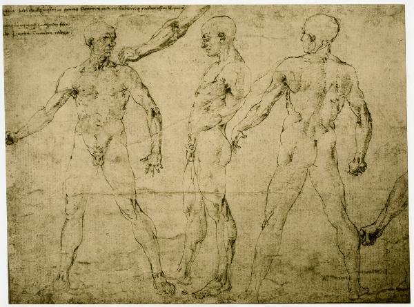 Disegno - Tre nudi maschili, di fronte, di profilo, di schiena; due studi di braccia - Antonio del Pollaiolo - Paris - Musée du Louvre - Département des Arts graphiques - Inv. 1486, recto