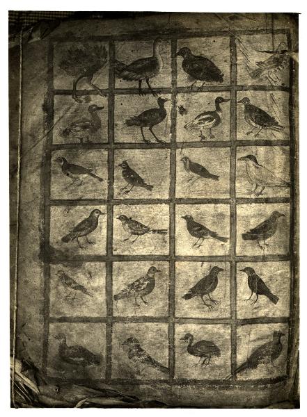 Vienna - Biblioteca Imperiale - Dioscoride, pagina miniata raffigurante uccelli